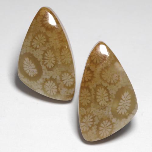 24.76캐럿 천연 다색 화석 산호 보석, 멋진 모양, 불투명체