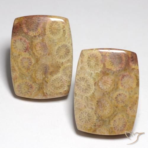 36.05캐럿 천연 다색 화석 산호 보석, 쿠션 컷, 불투명체