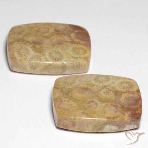 36.05캐럿 천연 다색 화석 산호 보석, 쿠션 컷, 불투명체