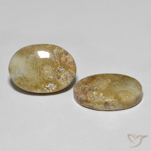 16.68캐럿 천연 멀티컬러 화석 산호 보석, 타원형 컷, 17.6×12.6 mm, 불투명체
