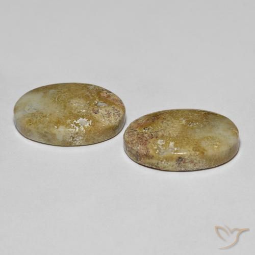 16.68캐럿 천연 멀티컬러 화석 산호 보석, 타원형 컷, 17.6×12.6 mm, 불투명체