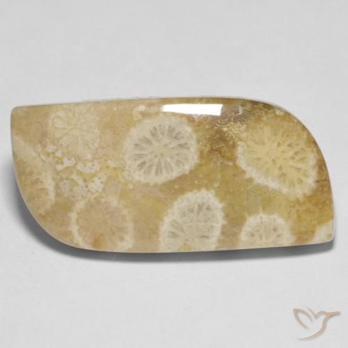 13.52캐럿 천연 다색 화석 산호, 멋진 모양, 불투명체