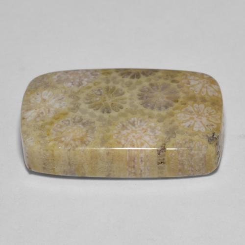 15.35캐럿 천연 다색 화석 산호, 쿠션 컷, 불투명체