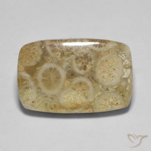 9.53ct 자연스러운 다색 화석 산호, 방석, 불투명체
