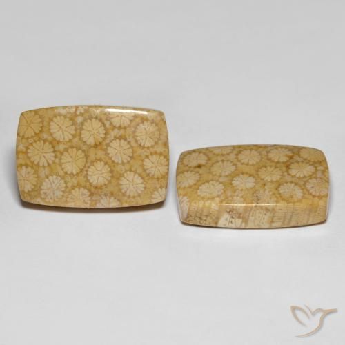 27.38캐럿 천연 다색 화석 산호 보석, 쿠션 컷, 불투명체