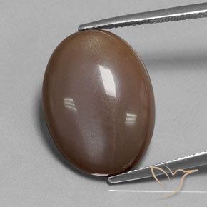 18.80ct 자연스러운 초콜릿 브라운 월장석, 타원형, 투명한