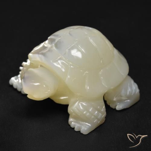 19.50ct 자연스러운 펄 화이트 진주조개, 팬시한, 불투명체