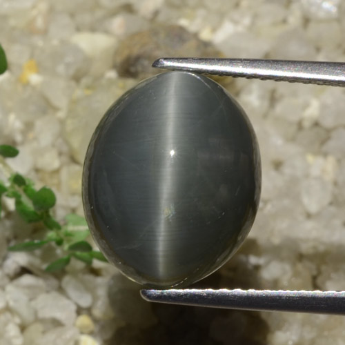 7.89캐럿 천연 어두운 회색 쿼츠 캣츠아이, 타원형 컷, 불투명체