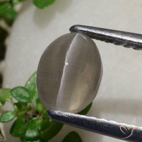 1.80ct 자연스러운 땅콩 브라운 실리마나이트 고양이 눈, 타원형, 투명한